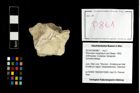 Foto (Objekt + Etikett) von Pithonoton marginatum (von Meyer, 1842)  (NHMW-GEO-2014-0194-0861)